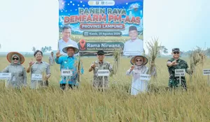 Panen Demfarm PM-AAS Lampung Tembus 11,2 Ton per Hektare