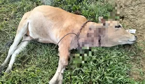 Harimau Diduga Mangsa Sapi Warga di Perkebunan PTPN Julok Rayeuk Aceh Timur