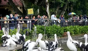 Libur HUT RI ke-81, Ragunan Tetap Buka: Hiburan Keluarga Sekaligus Penggerak Ekonomi