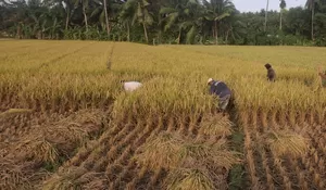 Kemarau Panjang, Ketersediaan Beras di Pangandaran Masih Surplus