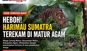 Heboh! Harimau Sumatra Terekam Muncul di Matur Agam, Warga Diminta Waspada