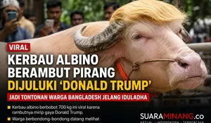 Kerbau Albino Berambut Pirang Dijuluki ‘Donald Trump’, Jadi Tontonan Warga Bangladesh Jelang Iduladha