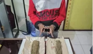 Polres Tanjab Barat Ringkus Pengedar Ganja di TPU Kuala Tungkal, Ratusan Gram Barang Bukti Disita