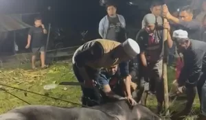 Sambut Ramadhan, Warga Batang Asai Gelar Bantai Kerbau, Tradisi Luhur yang Tetap Hidup