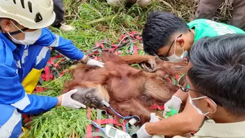 BKSDA evakuasi orangutan betina yang ditemukan warga di Gayo Lues