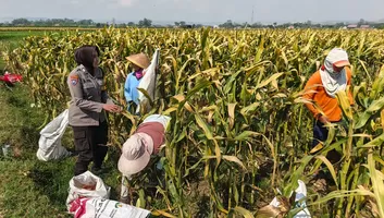 Ketahanan Pangan Jadi Perhatian, Bhabinkamtibmas Lodoyo Timur Beri Semangat Petani Jagung