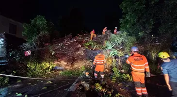 Pohon Raksasa Tumbang Tutup Jalan di Kota Bogor