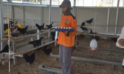 Panen Telur Ayam Meningkat, Lapas Terbuka Kendal Kembangkan Breeding Berkelanjutan