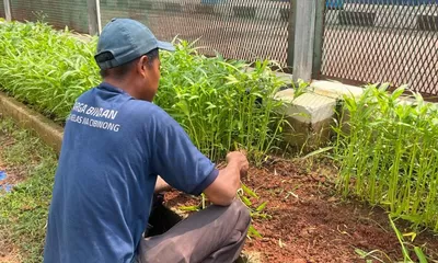 Panen Kangkung di SAE Lapas Cibinong Jadi Sarana Pembinaan Kemandirian WBP