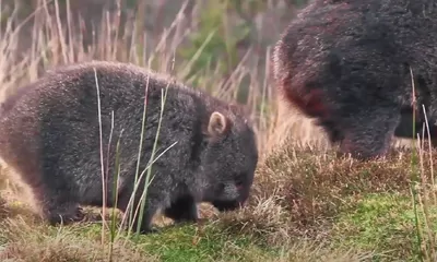 Fakta Unik Wombat: Hewan Imut dengan Kejutan Mengejutkan