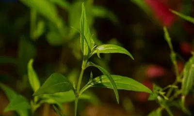 Manfaat Tanaman Sambiloto untuk Obat