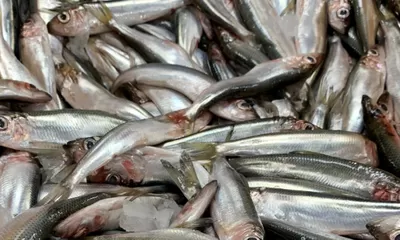 Tingkatkan Kecerdasan Otak, Kenali Manfaat  Teri Basah sebagai Ide Olahan MPASI Kaya Omega 3