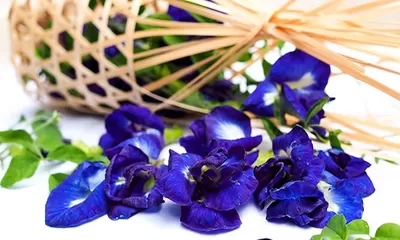 Manfaat Teh Bunga Telang untuk Kesehatan, Salah Satunya Mampu Melawan Kanker!