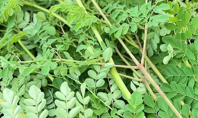 Bantu Hempas Jerawat, Intip 10 Manfaat Daun Kelor untuk Kesehatan Berikut Ini!