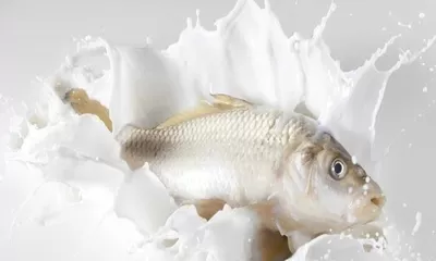 Mengenal Apa Itu Susu Ikan di Program Makan Siang Prabowo-Gibran