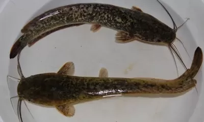 Mitos atau Fakta: Lele Bentuk Melengkung Makannya Adalah Feses Manusia? Juga Ini Ciri Lele yang Baik Untuk Dikonsumsi