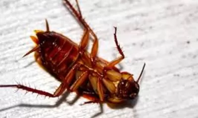 Pakar Mengatakan Susu Kecoa Lebih Bernutrisi Dibandingan Dengan Susu Sapi: Kamu Mau Coba?
