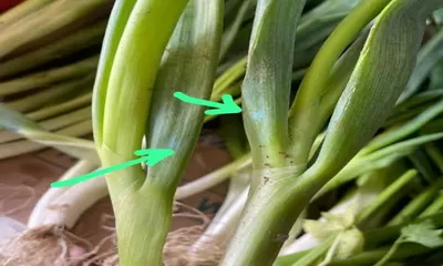 Benarkah Daun Bawang Bertanda Biru Berbahaya bagi Kesehatan?