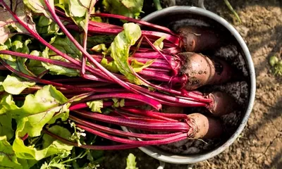Rahasia Bit Merah: Sayuran Ajaib yang Menjaga Arteri Tetap Bersih dan Sehat,