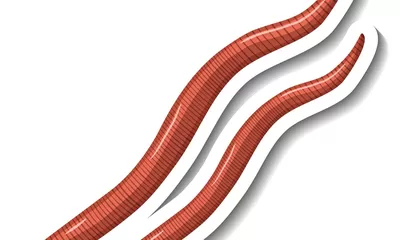 Cacing Kremi Keluar dari Kemaluan: Apakah Berbahaya dan Kenapa Bisa Terjadi?