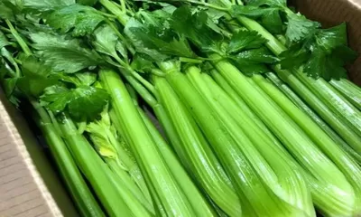 Manfaat dan Kandungan Seledri Besar: Mengapa Jus Seledri Semakin Populer untuk Kesehatan?