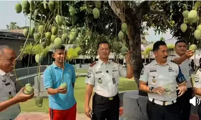 Lapas Takalar Panen 134 Kg Mangga, Dukung Ketahanan Pangan