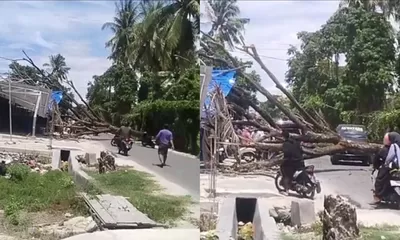 Bocah 4 Tahun Tewas Tertimpa Trembesi di Kampal, Warga: Laporan Kami Diabaikan DLH!