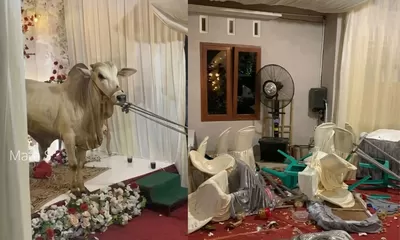 Gagal Nikah di Malam Takbiran Imbas Sapi Kurban Ngamuk di Banyumas