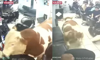 Detik-detik Sapi Kurban Tabrak Kaca dan Obrak-abrik Salon di Turki Jelang Idul Adha