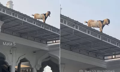 Viral Kambing Naik Atap Masjid Diduga Takut Jadi Kurban, Warga Heboh