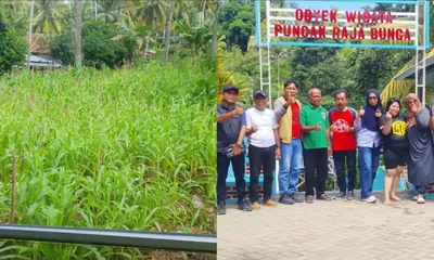 Liburan Unik di Puncak Raja Bunga Majene Menikmati Panen Jagung di Atas Bukit