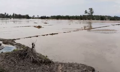 Banjir Parigi Moutong Jebol Irigasi dan Rendam 100 Hektar Sawah di Dolago Padang