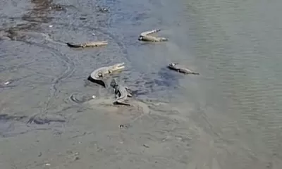 Teror 36 Buaya Sungai Palu Ancaman Nyata Warga Muara Pesisir