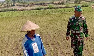Babinsa Potronayan Semangati Petani Hadapi Musim Kemarau, Optimistis Panen MT III Berlimpah dan Harga Gabah Menguntungkan