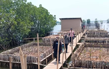 Tambak Terdampak Rob di Pekalongan Bangkit lewat Silvofishery, Padukan Budidaya Bandeng dan Mangrove