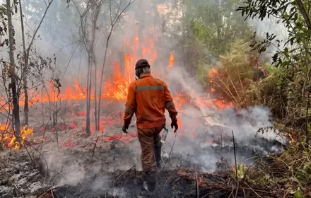 Hotspot Karhutla Indonesia Naik 542 Titik, Kalimantan Tengah Mendominasi