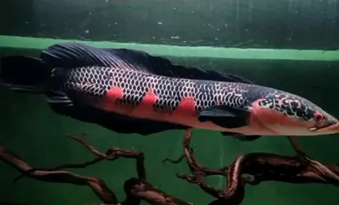 Jenis Ikan Channa Termahal, Harganya Tembus Puluhan Juta Rupiah