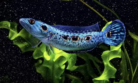 Jenis Ikan Hias Channa Marulioides yang Terbaik