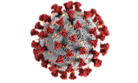 India Dilanda Virus Nipah, Lebih mematikan dari Covid-19?