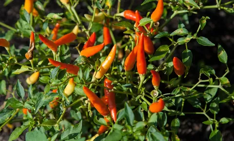 Pemprov Sulsel Bakal Bagikan 50 Juta Bibit Cabai di 2024, Ini Penghasil Cabai Terbesar di Daerah Bugis Timur