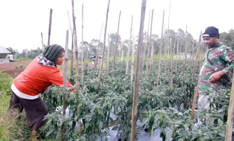 Petani NTT Ucap Syukur, 3.000 Pohon Buncis Terserap Semua Berkat Program MBG
