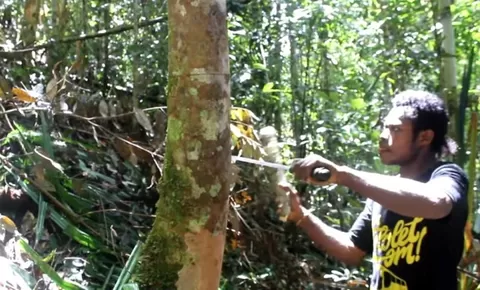 Mengenal Pohon Masoi Asal Fakfak, Mampu Hasilkan Minyak Atsiri Kualitas Dunia