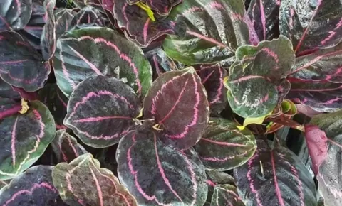 Mengenal Tanaman Hias Calathea Black Lipstick Asal Papua, Si Hitam Manis yang Mempesona
