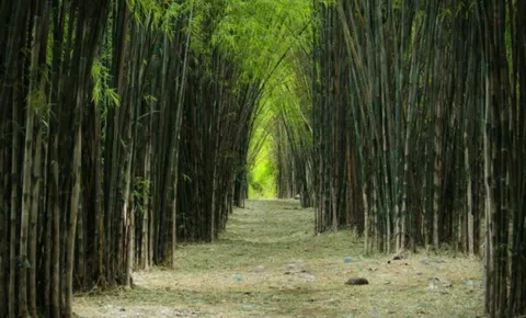 Menikmati Rindangnya Hutan Bambu Keputih di Tengah Panasnya Kota Surabaya