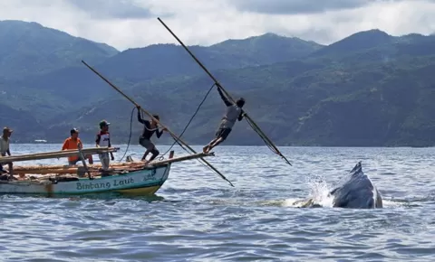 Tradisi Berburu  Ikan Paus Lamalera di Nusa Tenggara Timur: Simbol Keberanian, Kebersamaan dan Penghormatan Alam