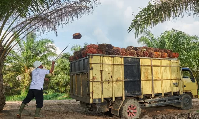 Agrinas Palma Nusantara Butuh 10.000 Tenaga Kerja, Upah Pemanen Disebut Bisa Capai 120 Persen UMR