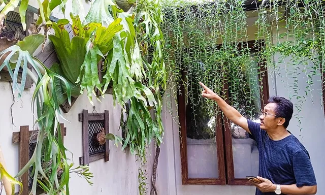 Koleksi paku tanduk rusa asal berbagai daerah beri kebanggan, cara perawatannya tak rumit