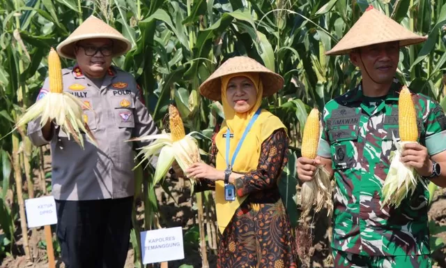 Kuartal II 2025, Temanggung panen raya jagung serentak