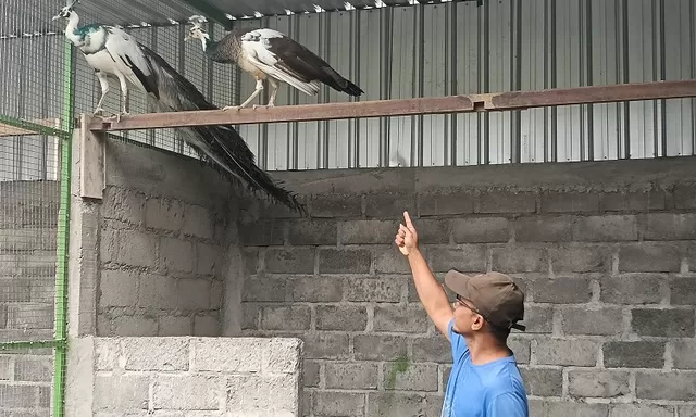 Merak asal India Bisa Dijadikan Satwa Klangenan maupun Ditangkarkan, Ada Corak Biru hingga Blorok