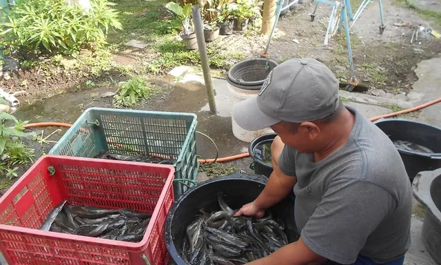 PPK Ormawa KSPM UMBY gelar pelatihan membuat POC berbahan kotoran lele di Semanu Gunungkidul, cara bikin pupuknya gampang